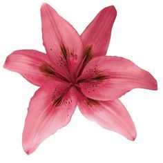 a pink flower on a white background