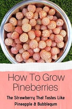 how to grow pineberries the strawberry that tastes like pineapple and bubblegum