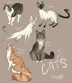 an image of cats that are in different poses on a gray background with the words cats written below them