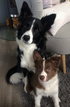 two brown and white dogs sitting next to each other on a carpeted floor in front of a chair