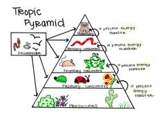 a pyramid with different types of plants and animals on it, labeled in the diagram below