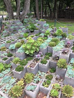 many plants are growing in concrete blocks on the ground