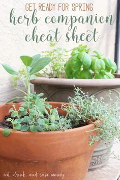 two potted plants sitting on top of a wooden table next to each other with the words get ready for spring here companion sheet