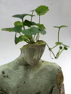 there is a plant in the shape of a man's head with leaves growing out of it