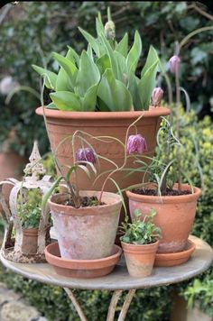 there are many potted plants on the table