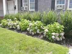 some bushes and flowers in front of a house