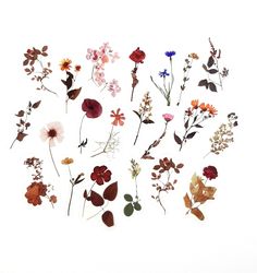 several different types of flowers on a white background