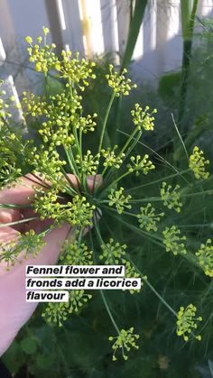 someone is holding flowers in their hand with the caption that reads,'fennel flower and honeyweed add a nice touch to your garden