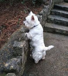 a small white dog standing on its hind legs and looking up at the stairs outside