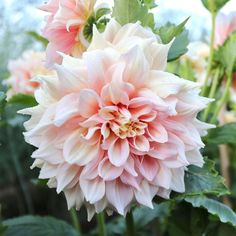 pink and white flowers with green leaves in the background