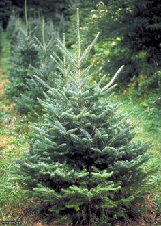 a small pine tree in the middle of a forest