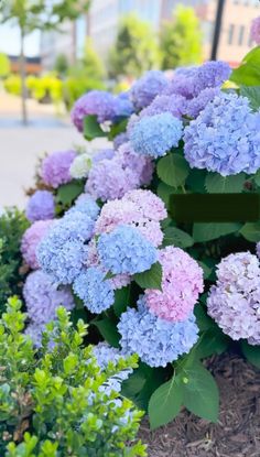 purple and blue flowers are growing in the ground