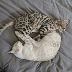 two cats laying on top of each other on a bed