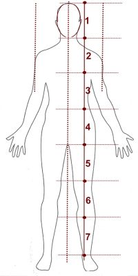 the height chart for a man's body is shown