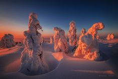 snow covered trees in the middle of a snowy field at sunset, with an orange sky behind them