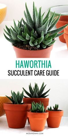 several potted plants with the words haworthia succulent care guide on them