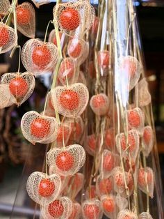 there are many red apples hanging from the string in this display case, which is decorated with twine netting