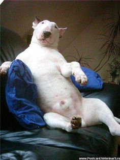 a white dog sitting on top of a black leather chair next to a blue blanket