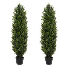 two potted trees are shown side by side