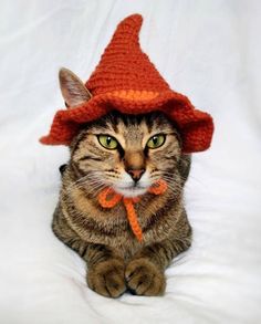 a cat wearing a knitted orange hat