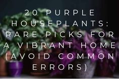 purple houseplants with text overlay that reads 20 purple houseplants rare picks for a vibrant home avoid common errors