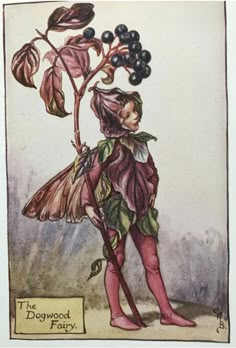 the dogwood fairy is holding a branch with berries on it's head and wearing pink boots