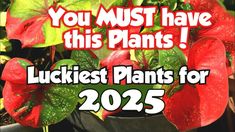 a potted plant with the words you must have this plants luckiest plants for 205