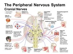 the peripheral nervous system cranil nerves and their major functions in human body