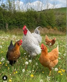 three chickens are standing in the grass near some dandelions and daisies with trees in the background