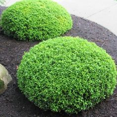 two green bushes sitting next to each other