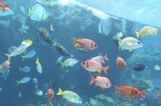 an aquarium filled with lots of different colored fish