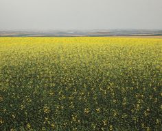 a field full of yellow flowers under a gray sky