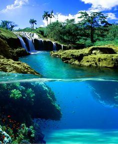 an underwater view of a waterfall in the ocean with corals and fish swimming below