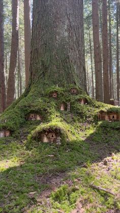 a group of little houses built into the side of a large tree in a forest