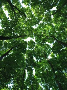 looking up at the tops of tall trees in a forest with green leaves on them