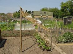 a garden with lots of plants growing in it