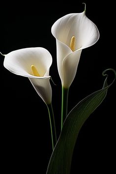 two white flowers with green stems on a black background