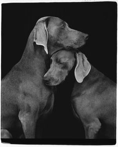 William Wegmen, 'Friends', 2010 | Available for sale | Image of black and white photograph of dogs | Edition print William Wegman, Grey Ghost, Albino Animals, Weimaraner Dogs, Amazing Animals