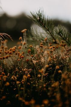 the grass is covered with tiny yellow flowers