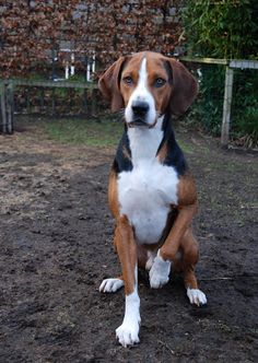 a brown and white dog sitting in the dirt