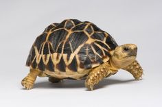 a tortoise shelled turtle on a white background looking at the camera lens