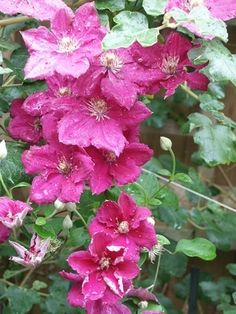 pink flowers are blooming in the garden