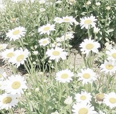 some white and yellow flowers in the grass