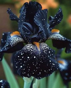 a close up of a flower with water droplets on it