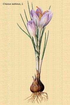 an illustration of crocus sattus i