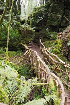 a wooden bridge in the middle of a forest with lots of green plants and trees