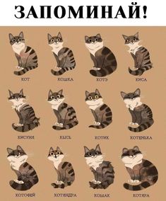 an image of cats with different names in russian language and english words on the front