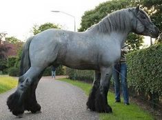 a large gray horse standing on top of a road next to a lush green field