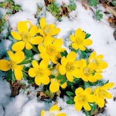 some yellow flowers are growing out of the snow