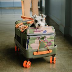 a small white dog sitting on top of a green piece of luggage with orange wheels